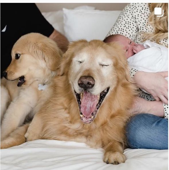 这只失明狗狗有自己的导盲犬，有专门的社交账号，还有7万粉丝