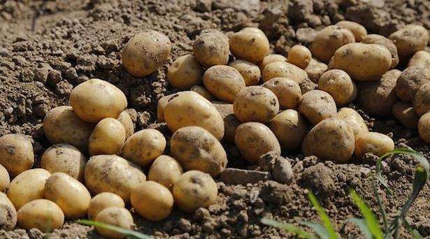 爱尔兰独立：一场由土豆引发的纠纷