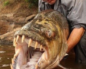 巨大的亚马逊鲇鱼，200斤拉力的前导被10秒磨断，超三米的巨型鲇