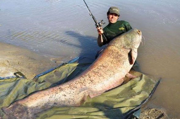巨大的亚马逊鲇鱼，200斤拉力的前导被10秒磨断，超三米的巨型鲇