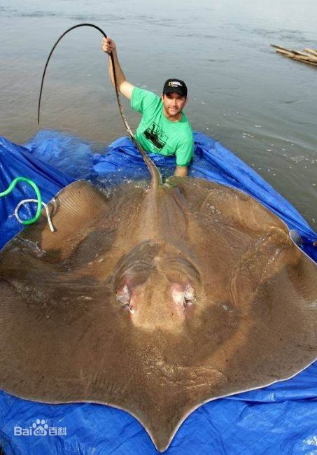 海钓却意外钓获世界上最大的淡水鱼种，身长几米的它，连湄公河巨鲶都甘拜下风