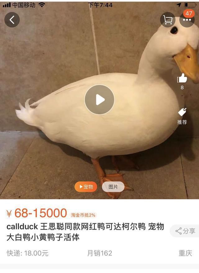 王思聪在淘宝花了三万买了两只鸭当宠物，网友：肉质怎么样？