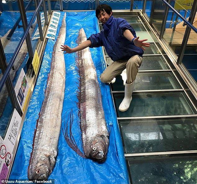 深海鱼怪，被人掉了上来，专家：可能是地球最古老的生物之一