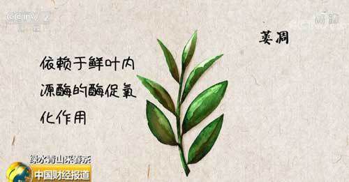 【绿水青山采春茶】白茶是如何制作的？