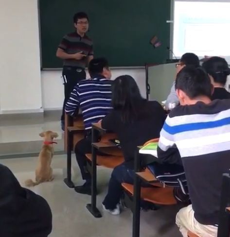 大学教室里跑进一只小狗，老师怎么赶都不走，下一秒大家笑喷