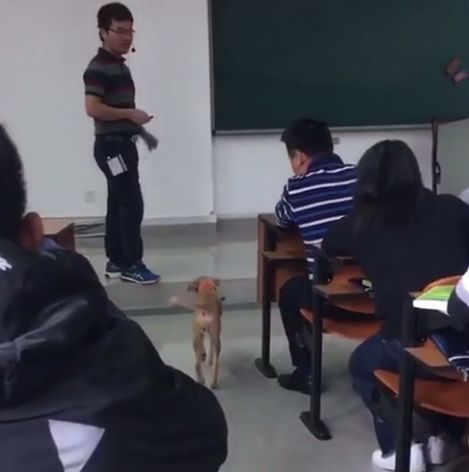 大学教室里跑进一只小狗，老师怎么赶都不走，下一秒大家笑喷