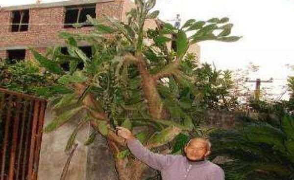 大爷十年前种下一棵仙人掌，今长成参天大树，最后被老人高价卖出