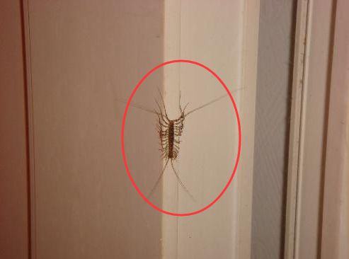 为什么家里进了这种虫子，不要去打它，它可能在帮助你