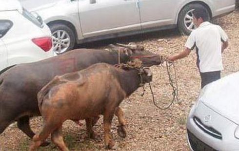 水牛突然闯入车辆堆中，交警协助调查，农民的行为的得到司机点赞