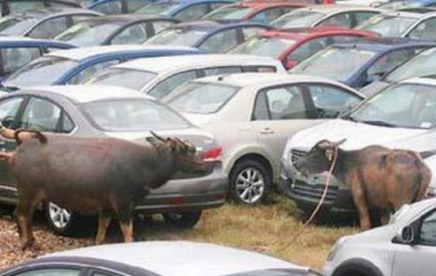 水牛突然闯入车辆堆中，交警协助调查，农民的行为的得到司机点赞