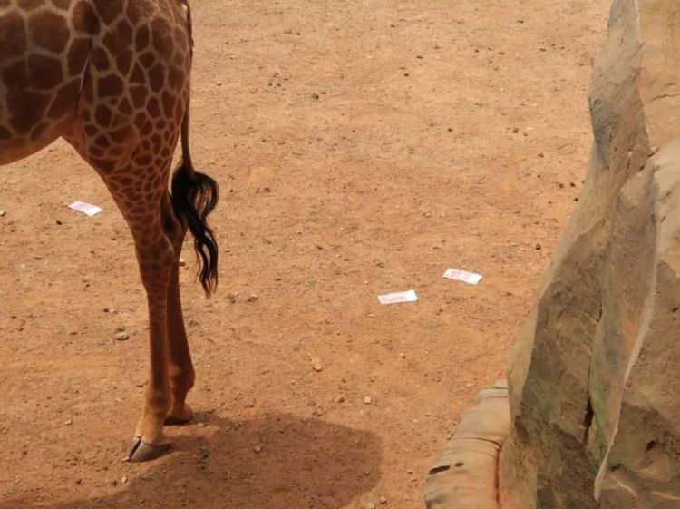 真“土豪”？一游客用万元现金“投喂”长颈鹿？
