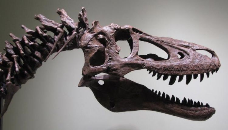 标价1975万元，世界上唯一的幼年霸王龙化石竟然都可以网购？