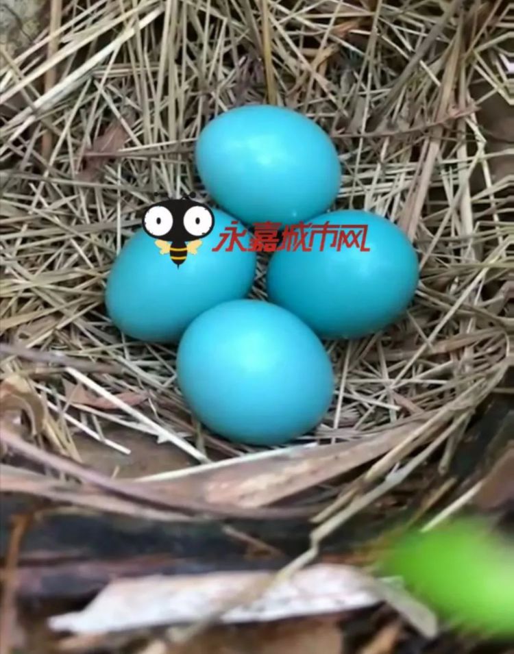奇闻！永嘉山上发现四枚蓝蛋！