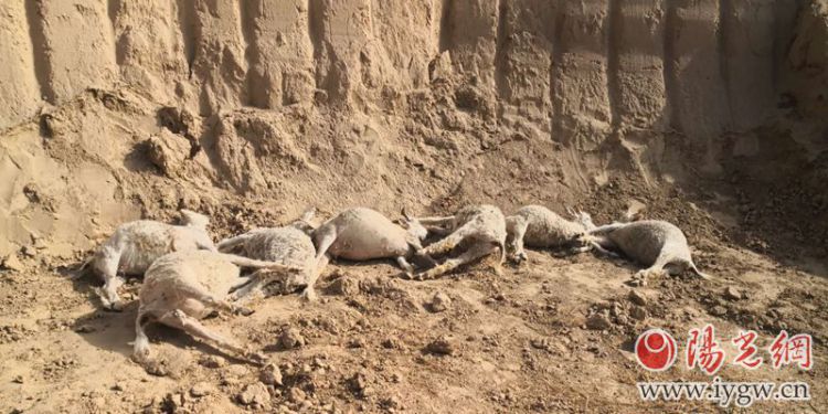 22只山羊中毒10只已死亡横山六旬老人痛心上万损失，警方介入调查