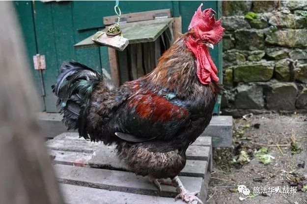 【奇闻】法国一公鸡因“叫得太早”成被告
