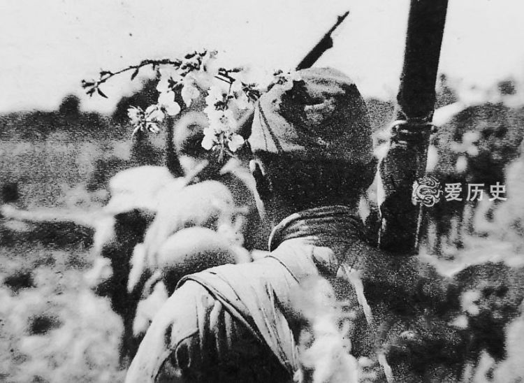 日本视为神物的樱花曾想如军旗一样遍布中国日军插枪上烧杀抢掠
