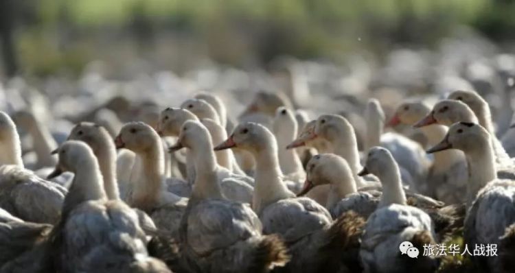 【奇闻】法国一养鸭场被告臭味扰民农户回应：给鸭子喷香水！