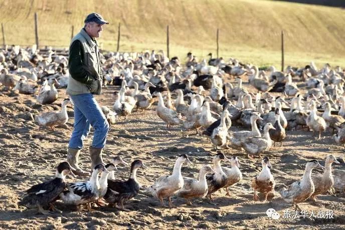 【奇闻】法国一养鸭场被告臭味扰民农户回应：给鸭子喷香水！