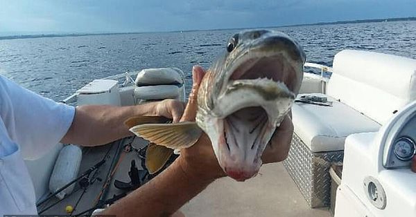 罕见！美国一女子钓鱼时收获“双嘴怪鱼”