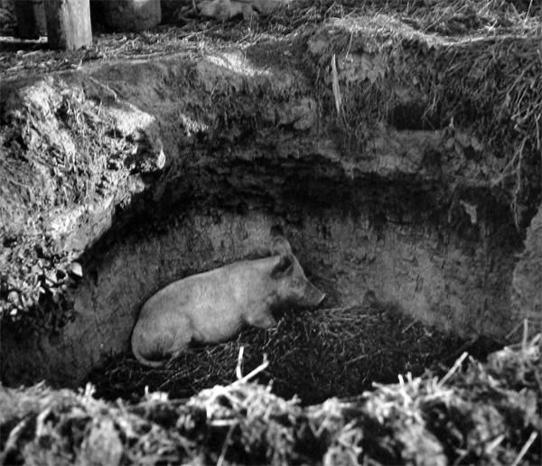 老照片：二战德军想吃猪肉怎么办？