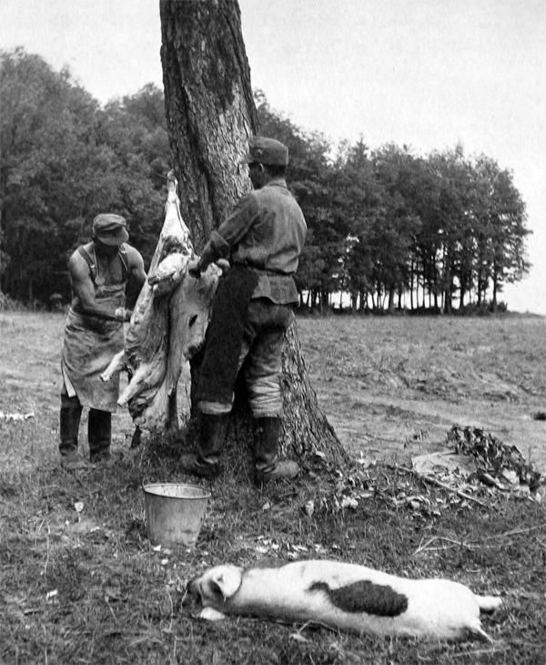 老照片：二战德军想吃猪肉怎么办？