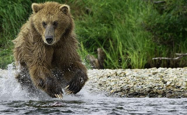 美国两男子在钓鱼，身后有只熊盯着却不知，摄影师拍照后再警告
