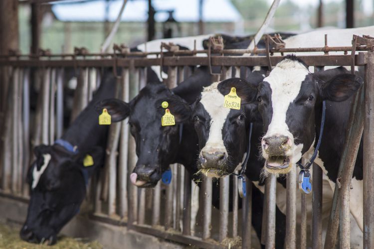 京东数科正式进入智能养牛领域实现精准饲喂、疾病监测等环节