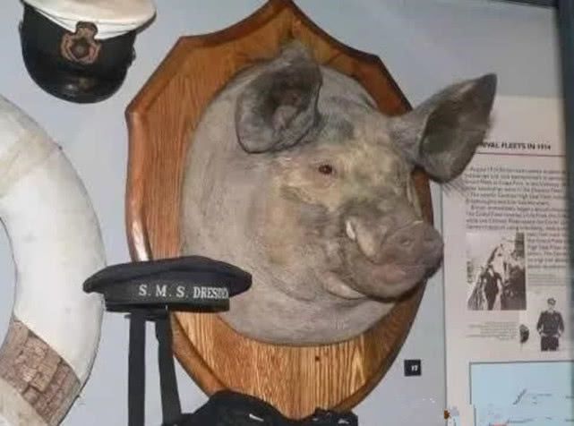 英国帝国战争博物馆，本来是收藏战争物品的，为何收藏了个猪头