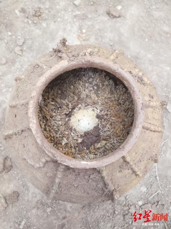 四川首次！广安一明代古墓出土500年前外形完好的鸡蛋
