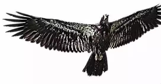 《西游记》“最强妖怪”大鹏金翅鸟，原型到底是“何许鸟也”？|内有福利