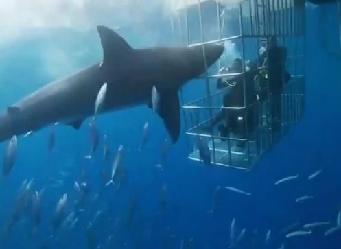 16年没用暴力的大白鲨猛冲向铁笼里的潜水员，被栅栏卡住丢了性命