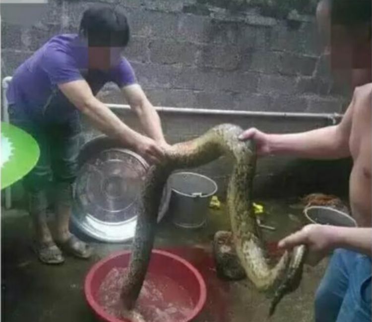 男子捕获一条蟒蛇准备炖汤，当放进锅时，顿时吓哭了