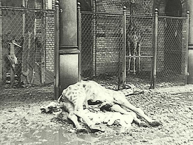 二战后的德国柏林，毁于战火的动物园，少数幸存下来的动物
