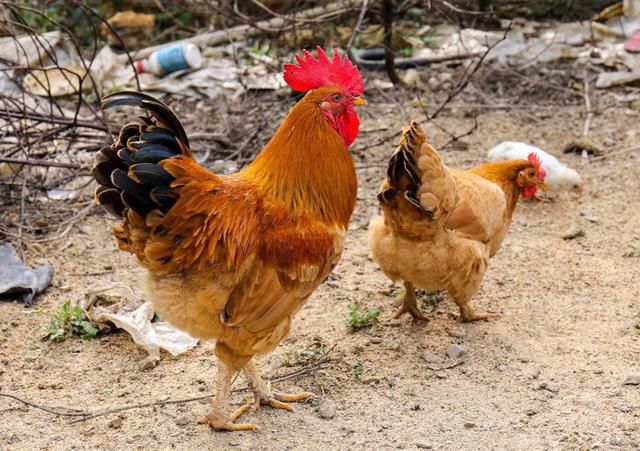为什么母鸡和公鸡不交配就能下蛋？那公鸡存在有什么意义？
