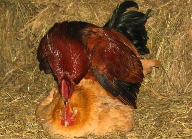 为什么母鸡和公鸡不交配就能下蛋？那公鸡存在有什么意义？