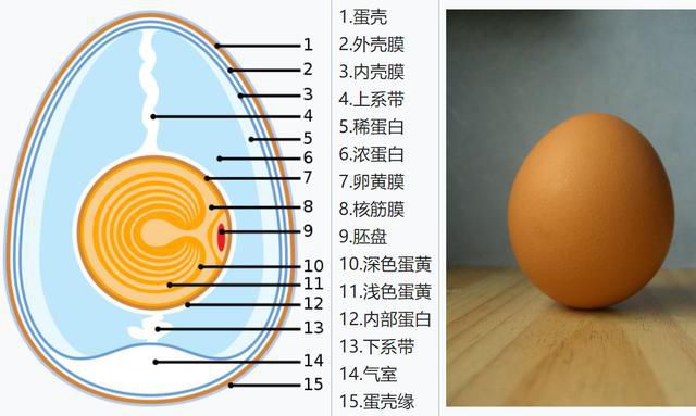 鸡卵的结构作用图片