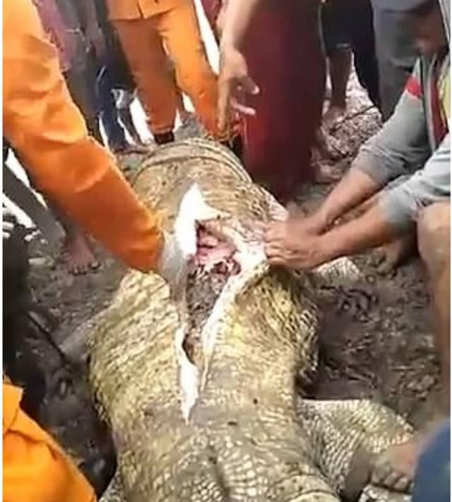 印尼女子被鳄鱼拖下水生吞，愤怒的村民开膛破肚后只剩残骸