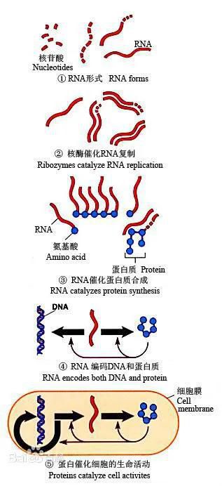 “RNA世界学说”中的主角到底有多厉害？