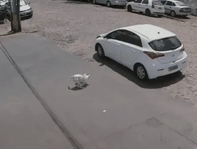 残疾狗被女子遗弃在路边，推倒它后开车扬长而去，监控全程拍下来