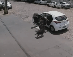 残疾狗被女子遗弃在路边，推倒它后开车扬长而去，监控全程拍下来