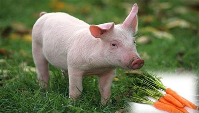 古代人不爱吃猪肉但为何字里都有猪