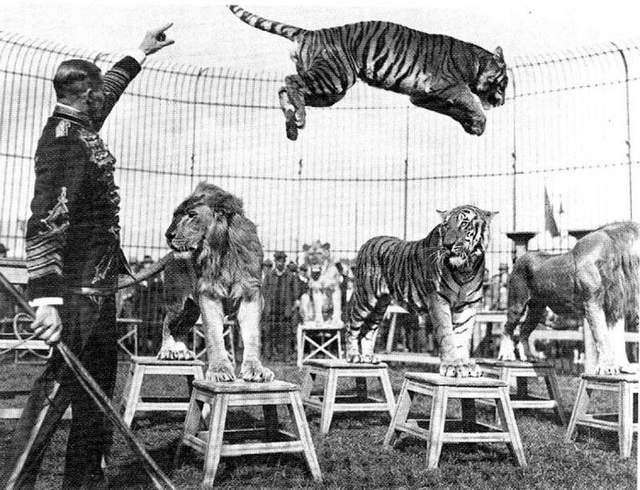 盘点历史上真实发生过的16次狮虎斗，老虎死亡次数更多