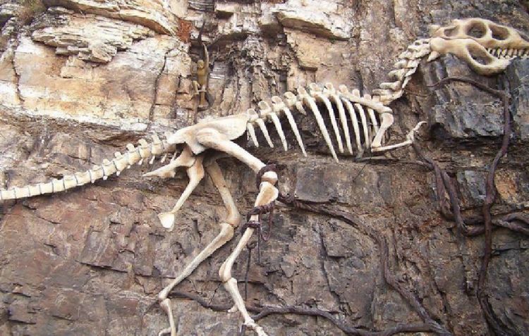 恐龙化石中有“子弹孔”，6500万年前是谁在开枪？灭绝另有原因？