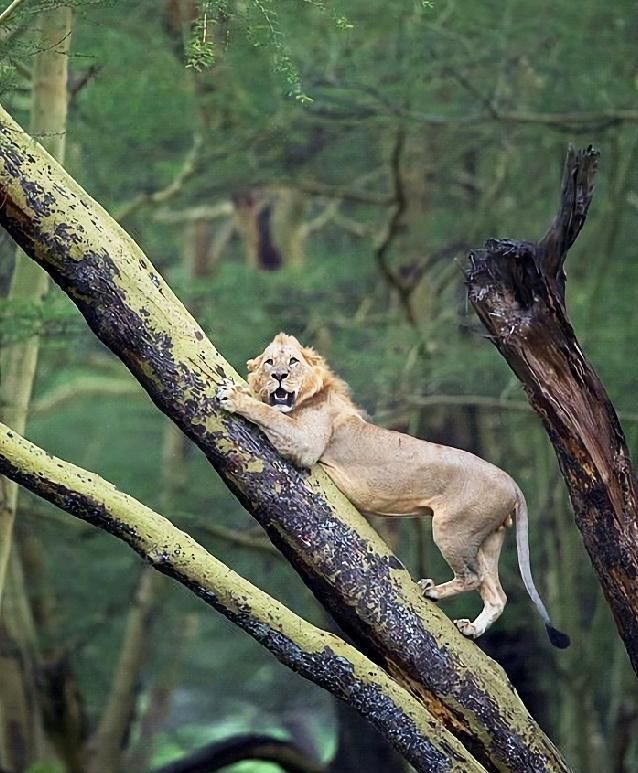 狮子在树上瑟瑟发抖，摄影师瞟了眼树下明白了：这是摊上大事了