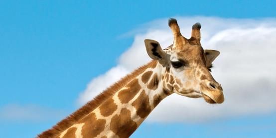 长颈鹿为啥有斑纹，有啥作用，研究称：遗传的结果，与存活率有关