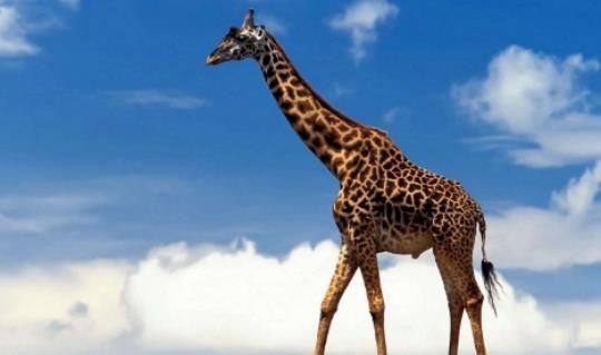 长颈鹿为啥有斑纹，有啥作用，研究称：遗传的结果，与存活率有关
