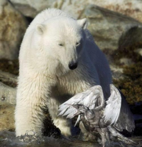 北极熊饿疯把目标转向捕鱼的海鸥，结局让游客出乎意料
