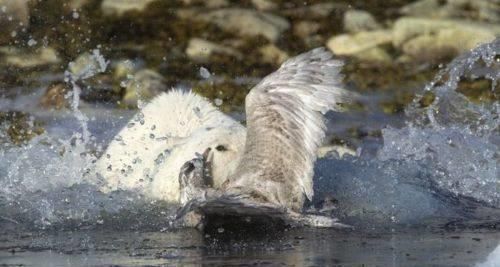 北极熊饿疯把目标转向捕鱼的海鸥，结局让游客出乎意料