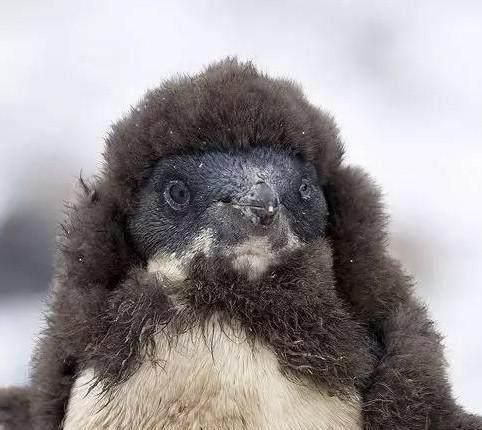 企鹅换毛时期弄得海豹一身毛，满脸绝望：劳资只要企鹅肉