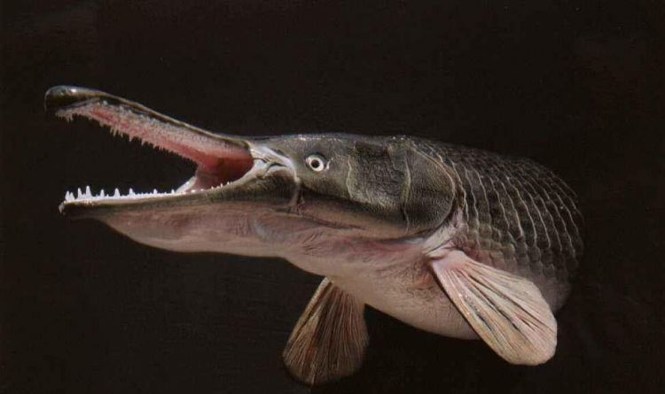 淡水鱼类的梦魇猎手：卵有剧毒，边吃边排便，每天进食几十斤鱼类
